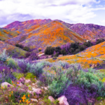 Why Nature, Laws, and Future-Proofing Matter Extra Than Ever