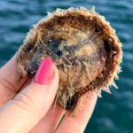 A Mini-Information to the World’s Most Vital Pearl Present